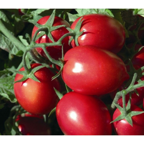 ДОМАТИ РИО ГРАНДЕ / RIO GRANDE AGRO TIP ДОМАТИ РИО ГРАНДЕ / RIO GRANDE AGRO TIP