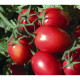 ДОМАТИ РИО ГРАНДЕ / RIO GRANDE AGRO TIP