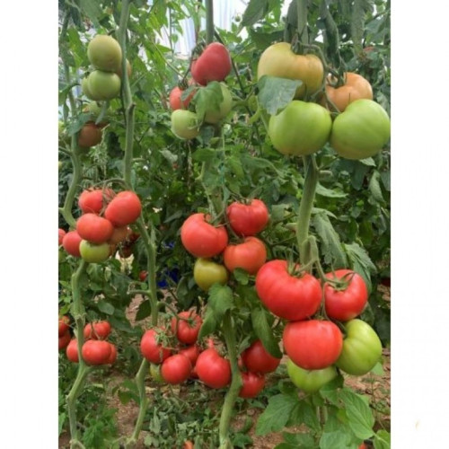 ДОМАТИ ТУКИПИНК F1 / TUKIPINK F1 / B265 F1