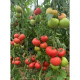 ДОМАТИ ТУКИПИНК F1 / TUKIPINK F1 / B265 F1