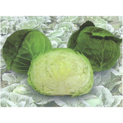ЗЕЛЕ ИРОДОРИ F1 /IRODORI F1 ЗЕЛЕ ИРОДОРИ F1 /IRODORI F1