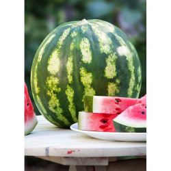 ДИНИ КРИМСОН СУИТ ( CRIMSON SWEET ) Agro Gene