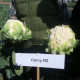 КАРФИОЛ ЦЕРЦИ F1 / CERCY F1 
