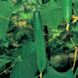 КРАСТАВИЦИ ТЕСТИ ГРИЙН F1 /TASTY GREEN F1