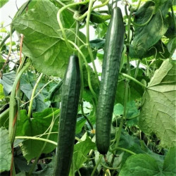 КРАСТАВИЦИ ТЕСТИ ГОЛД ИМПРУФТ F1 / TASTY GOLD IMPRUVED F1 КРАСТАВИЦИ ТЕСТИ ГОЛД ИМПРУФТ F1 / TASTY GOLD IMPRUVED F1