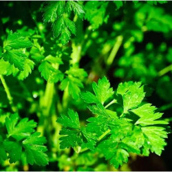 МАГДАНОЗ КОМУН/ COMMUN HORTUS