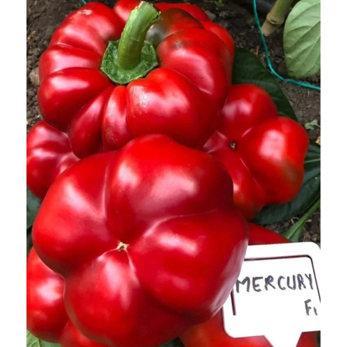 ПИПЕР МЕРКУРИ F1 / MERCURY F1 ПИПЕР МЕРКУРИ F1 / MERCURY F1