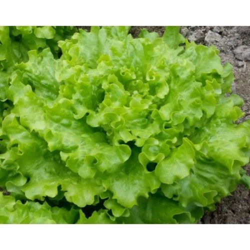 САЛАТА МЕЛВИН F1 / MELVINE F1