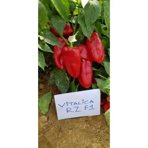 ПИПЕР ВИТАЛИКА F1 / VITALICA F1 ПИПЕР ВИТАЛИКА F1 / VITALICA F1