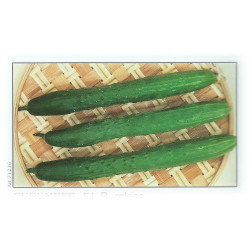 КРАСТАВИЦИ ТЕСТИ ГРИЙН F1 /TASTY GREEN F1