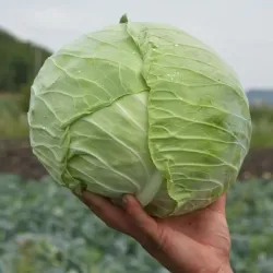 ЗЕЛЕ СРЪБСКИ МЕЛЕЗ 4 / SRPSKI MELEZ 4 ЗЕЛЕ СРЪБСКИ МЕЛЕЗ 4 / SRPSKI MELEZ 4
