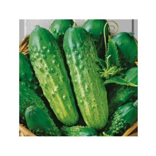 КОРНИШОНИ РЕДЖИНА
