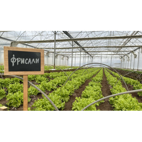 САЛАТА ФРИСАДИ F1 / FRUSADY F1 