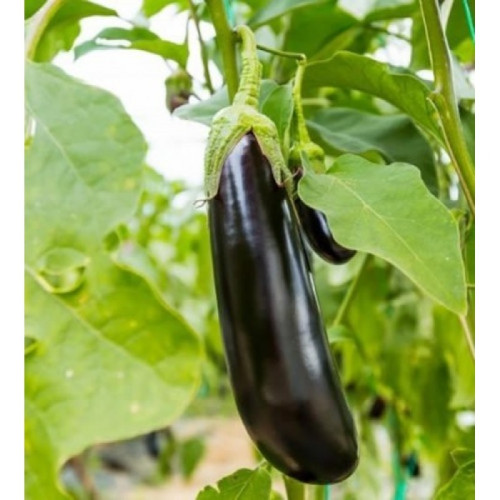 ПАТЛАДЖАН ЛОНГ ПЪРПЪЛ / EGGPLANT LONG PURPLE ПАТЛАДЖАН ЛОНГ ПЪРПЪЛ / EGGPLANT LONG PURPLE